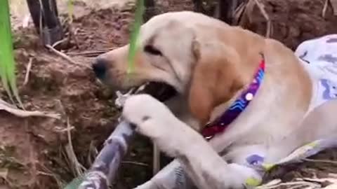 Cute Dog Eating Sugarcane 😋🐕🤩