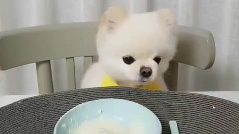 Funny animal videos|Cute animal videos |Funny dog&cat videos|Hilarious pet videos|Funny video