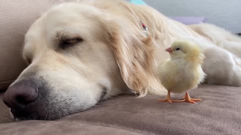 Golden Retriever Meets Newborn Baby Chick for the First Time!