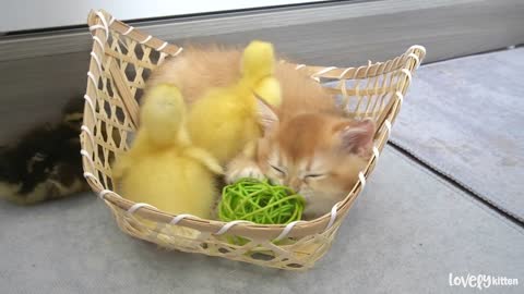 Ducklings jumped in the basket to play with the kitten