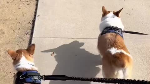 him walkin in da worlds #corgi #dogsoftiktok #PetsOfTikTok #petsoftiktok #corgibrothers