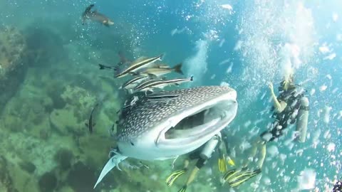 A REALLY Friendly Baby Whale Shark