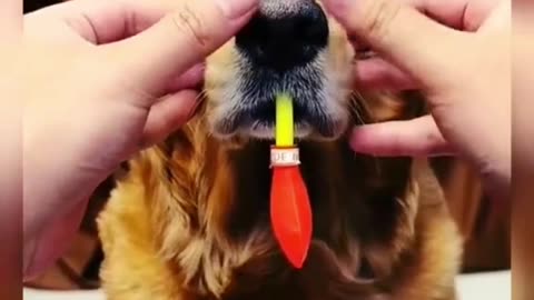 Very funny videos of cute dog 🐕🐶