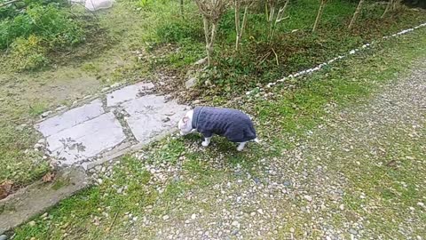 In The Vegetable Garden