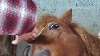 Hungry pony