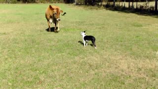 Perro es presentado a una vaca lechera, increíble momento de juego comienza