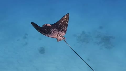 Flying underwater.. 🦅