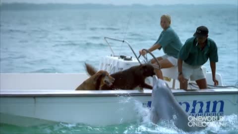 dolphin kisses dog jumps for joy