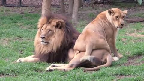 Lion funny videos lion real video #lion #lionfight
