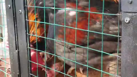 Chicken mating process