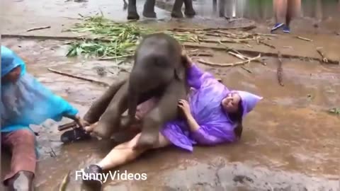 Funny Animals Videos 2023 | Funny girl fails