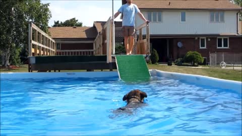 Bosco&martin dock diving