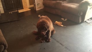 Newfoundland puppy can't hide his guilt