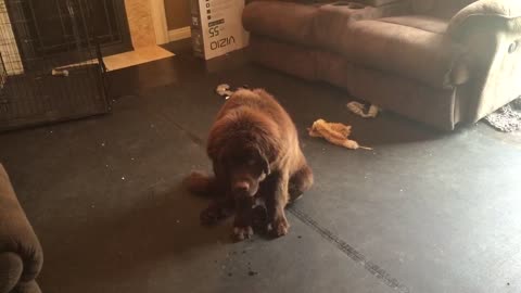 Newfoundland puppy can't hide his guilt