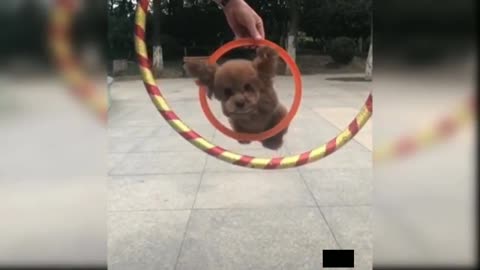 Pet Dog training fanny videos