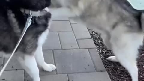 Husky reunited with best friend after 3 years apart!