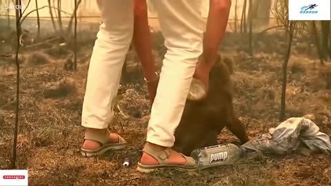 Woman saves scorched koala from Australian bushfire/Sarour