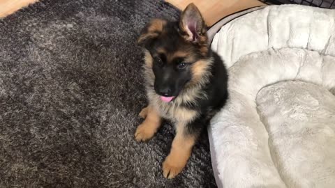 3 month old German Shepherd Avedis says, “hi mommy” for the first time!