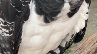 the majestic Harpy or Harpy Eagle!