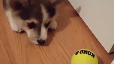 Cutest puppy goes nuts on a tennis ball