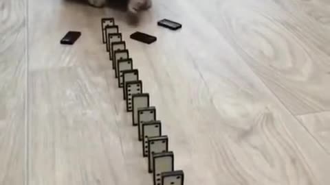 Cute Cat Plays With Dominos Toy