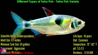 Different Types of Tetra Fish - Tetra Fish Variety