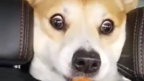 Cute dog reacting 🐕😂