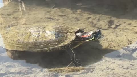 photographer captured the natural phenomenon of turtles living in a hot mineral spring