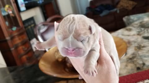 Bulldog Puppy 1 day old / Lilac Fawn Girl Bulldog