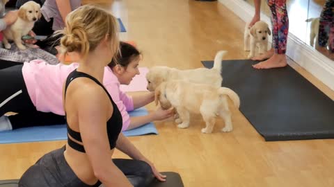 Dogs doing yoga in a yoga class.