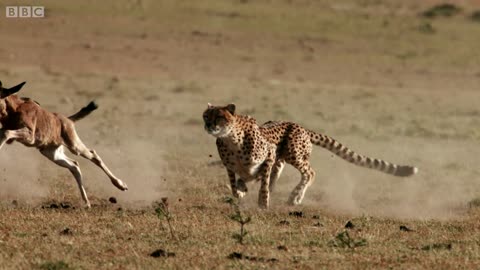 Cheetah chases wildebeest The Hunt BBC One_1080p