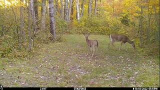 Winter is Nearing - Trail Camera Videos