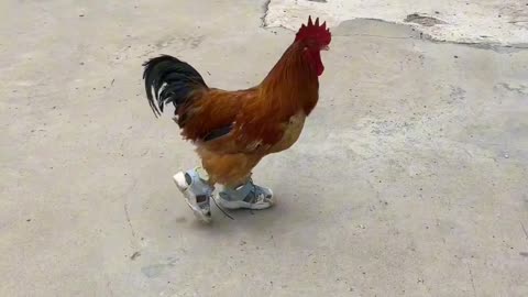 मुर्गी ने पहने जूते