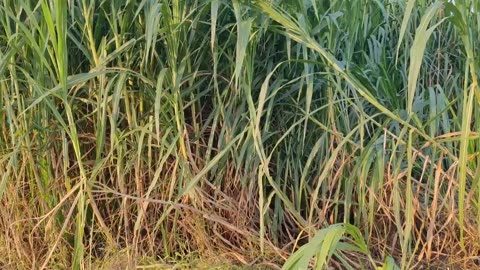 Super Napier Grass in Pakistan