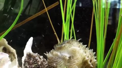 Male SEAHORSE gives birth