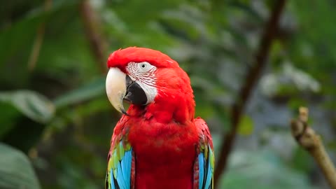 watch the beauty of color in colored parrot feathers