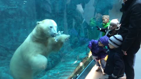 Swimming polar bear delights children in attendance