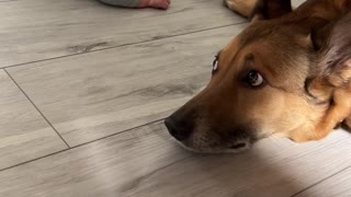 Nervous Dog Gives New Baby a Kiss