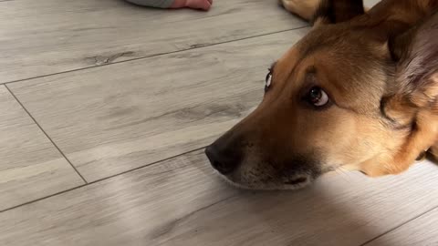 Nervous Dog Gives New Baby a Kiss