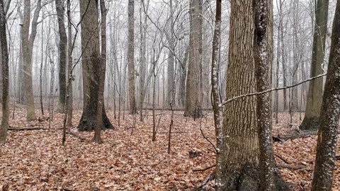 More Snowfall in Southeast Michigan Forest