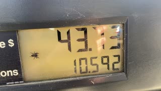 Spider In The Gas Pump