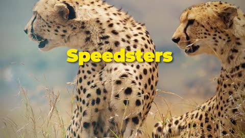 cheetah vs greyhound race video short