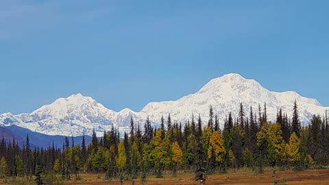 Chainsaw is ruined! End of Alaska moose season 2020