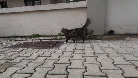 Beautiful cat with big paws is so cute but a little timid