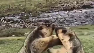 Two Marmots Boxing