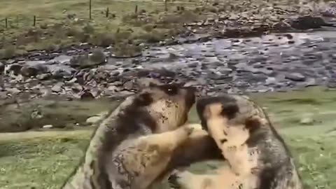 Two Marmots Boxing
