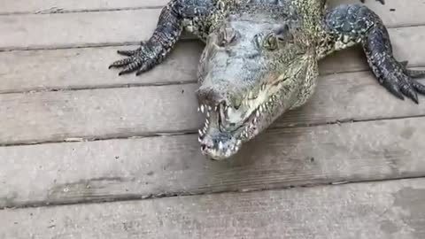 Fearless crocodile