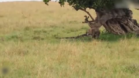 Teasing The Lion, The Hyena Was Suddenly Attacked Tragically And Painfully Disabled