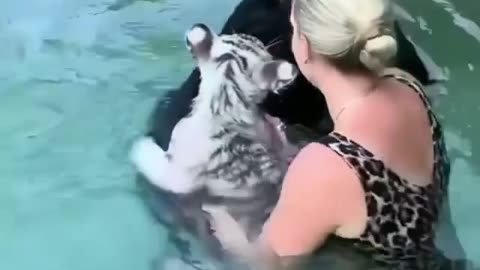Chimp saves Tiger cub! Too cute!