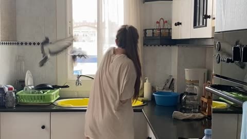 Pigeons Get Stuck in Kitchen